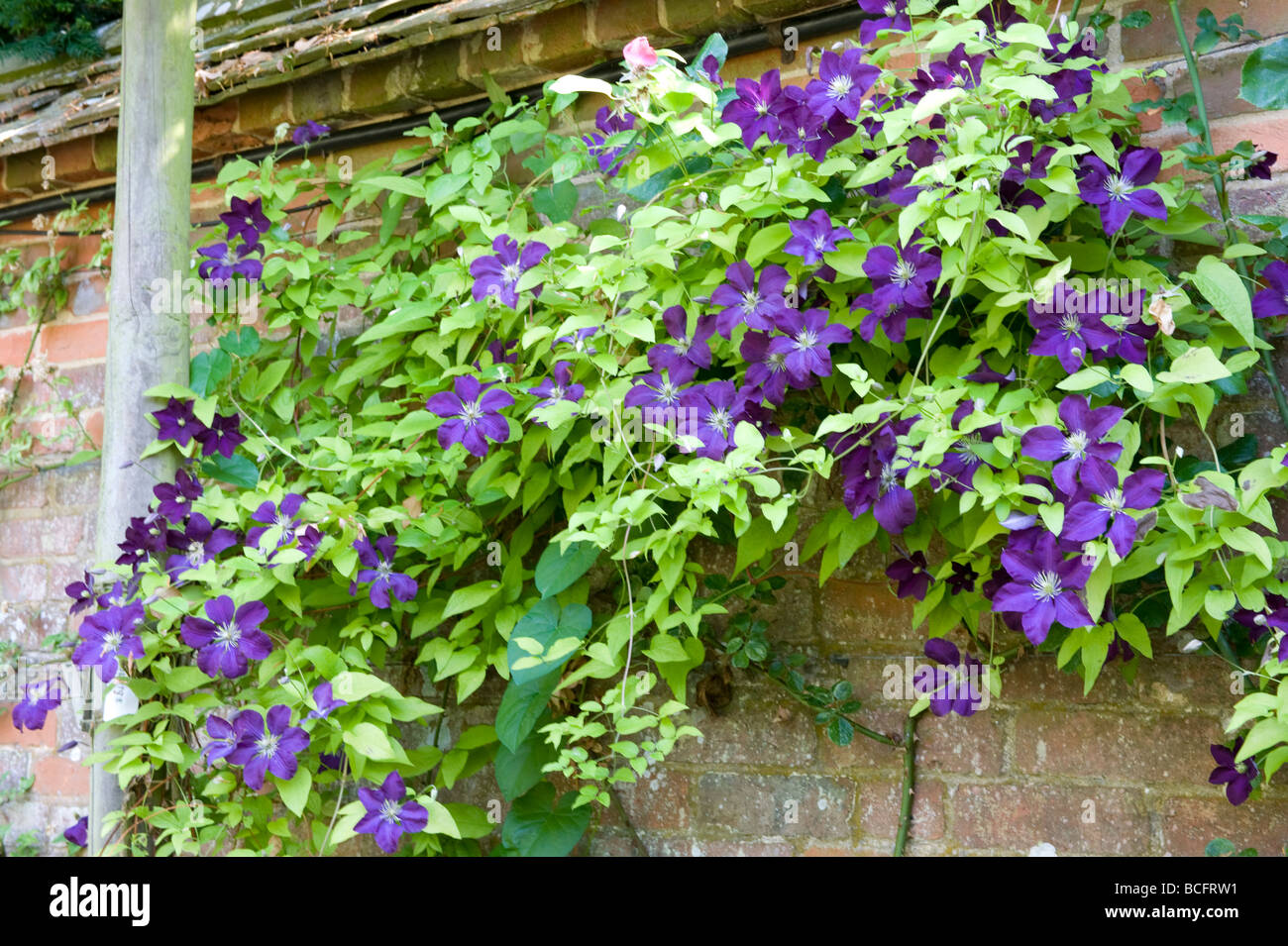 Clematis `H.F.Young`. A large blue flowered climber. Compact & free flowering. Stock Photo